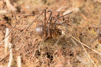 Media type: image;   Invertebrate Zoology 151614